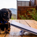 STARLINK-MINI-GUYANE-2